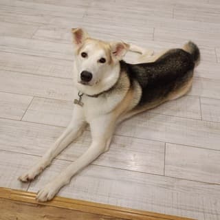 Мой пёс Рекс и его друзья