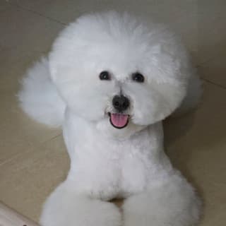 Бишон Фризе Приключения Фунтика