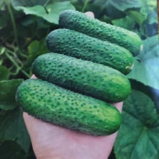 Огород с Дарьей