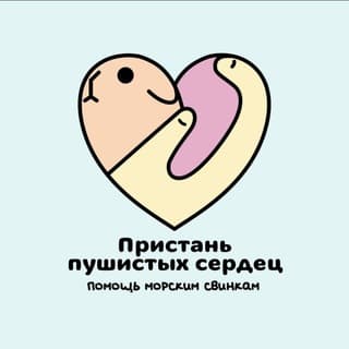 Пристань пушистых сердец: помощь морским свинкам