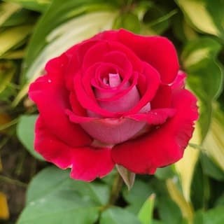 Всё в цвету и розовой пудре.