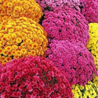 Хризантемы, (мультифлора , корейские, срезочные, сантини, горшечные, веточные), астры, мята и др.