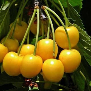 РАСТИШКИ-лайф® (Саженцы плодовых и декоративных растений, Лен.обл.)