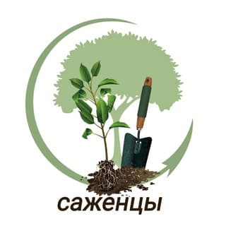 Саженцы