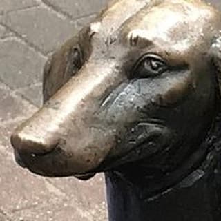 Собака бывает...